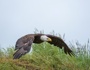 Bald Eagle in Alaska