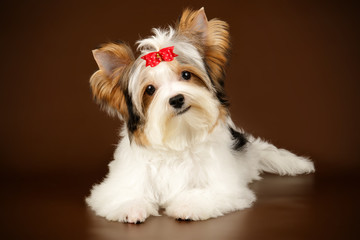 Biewer Yorkshire Terrier on colored backgrounds