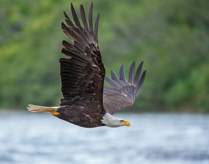 Bald Eagle in Alaska
