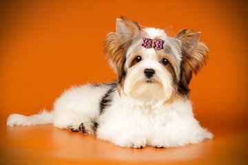 Biewer Yorkshire Terrier on colored backgrounds
