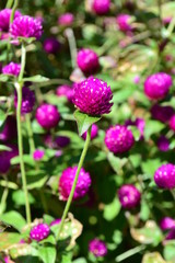 pink clover flower close-up