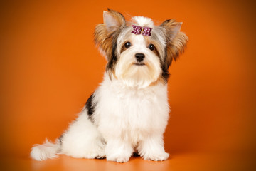 Biewer Yorkshire Terrier on colored backgrounds