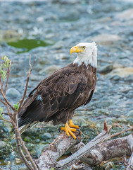 Bald Eagle in Alaska