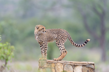 Cheetah in the wilderness of Africa, cheetah cub, cheetah mom