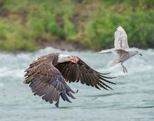 Bald Eagle with a piece of Salmon in Alaska
