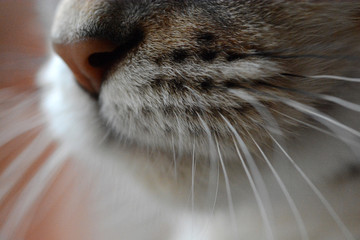 my beautiful Bengal cat