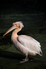 Zwierzęta z zoo © Kasia R.
