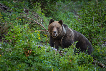 Obraz na płótnie Canvas European Brown Bear, [Ursus arctos] Slovakia..