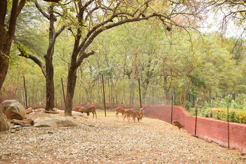 Obraz na płótnie Canvas feeding Deer group in Jungle/zoo park