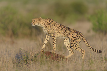 Cheetah in the wilderness of Africa, cheetah cub, cheetah mom