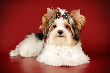 Biewer Yorkshire Terrier on colored backgrounds