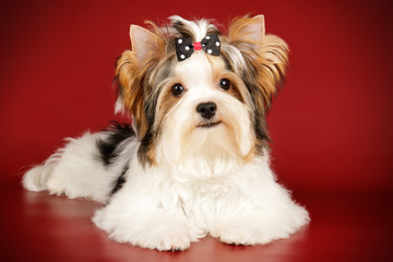 Biewer Yorkshire Terrier on colored backgrounds