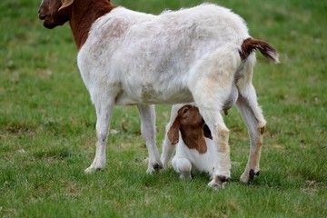 Obraz premium baby goat drinking milk