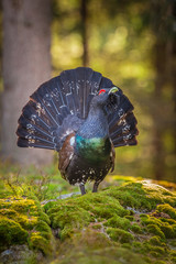 Tetrao urogallus in wild nature in spruce forest, western capercaillie