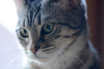 my beautiful Bengal cat