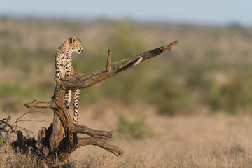Cheetah in the wilderness of Africa, cheetah cub, cheetah mom