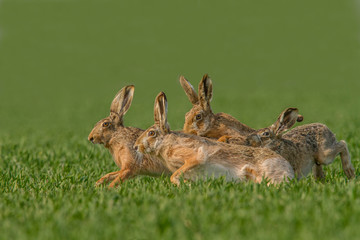 Lepus. Wild European Hare ( Lepus Europaeus ) © Ivan