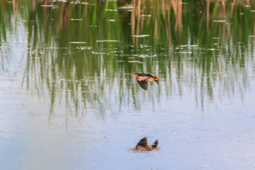 Least Bittern marsh bird flying over pond with reflections in water