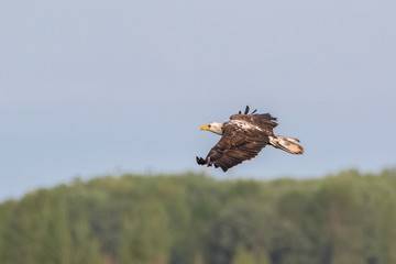 Close up of bald eagle flying over trees in blue sky