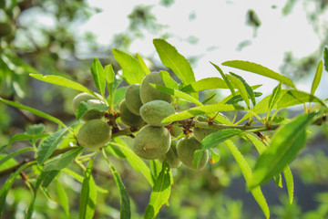 green almond fruits growing on almond tree in Mallorca, Spain