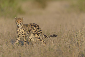 Cheetah in the wilderness of Africa, cheetah cub, cheetah mom