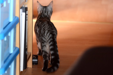 my beautiful Bengal cat