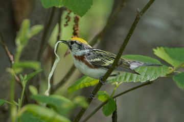 Chestnut sided warbler bird with birch tree bark material for its nest construction