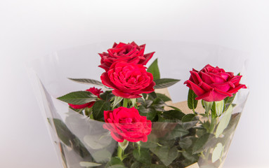 Red roses in a pot isolated on white background