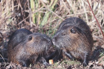 Zwei Nutria beschnuppern sich