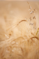 Wheet plant in the field (soft focus)