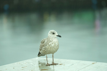 A bird Posing for a photo.