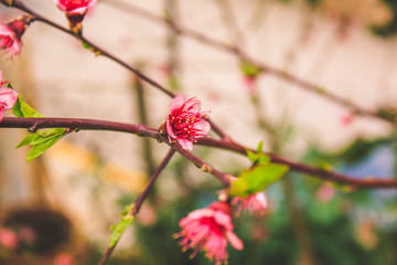 small pink fruit flowers on fruit tree, Mallorca, Spain
