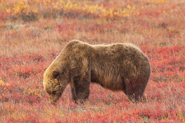 Grizzly Bear on the Tundra in Denali National Park Alaska in Autumn