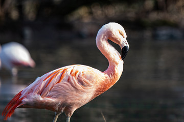 pink flamingo in zoo