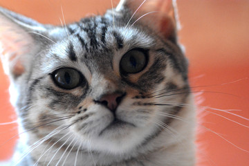 my beautiful Bengal cat