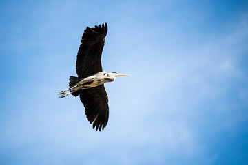 Grey Heron (Ardea cinerea) flying in blue sky