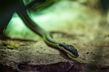 Baron's green racer (Philodryas baroni)