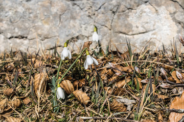 Snowdrop (Galanthus nivalis) growing between the yellow leaves and the rock on the background - Image