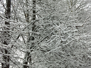 tree branches in the snow in winter