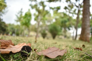 Outdoor still life of seeds and leaves in park on a bright sunny day with unfocused background.
