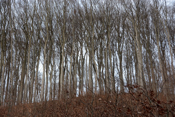 walking through the wood and fields near Hanover