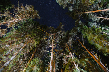 night sky in a pine forest