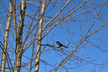 magpie on a branch on a frosty morning