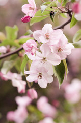 Blooming apple tree branch with white-pink flowers