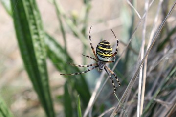 a beautiful wasp spider closeup between green plants outdoors