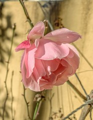 Tender pink rose background, natural color