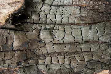 burned wood texture