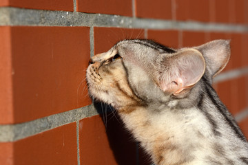 my beautiful Bengal cat