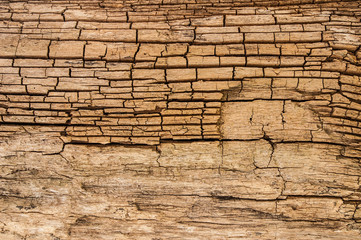 old tree brick wall