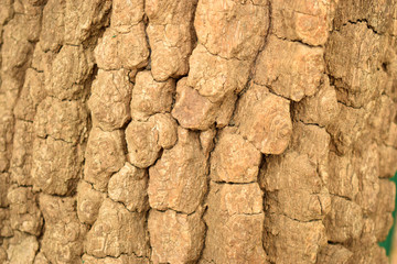 Natural Tree Bark Peeled Texture Background Image
